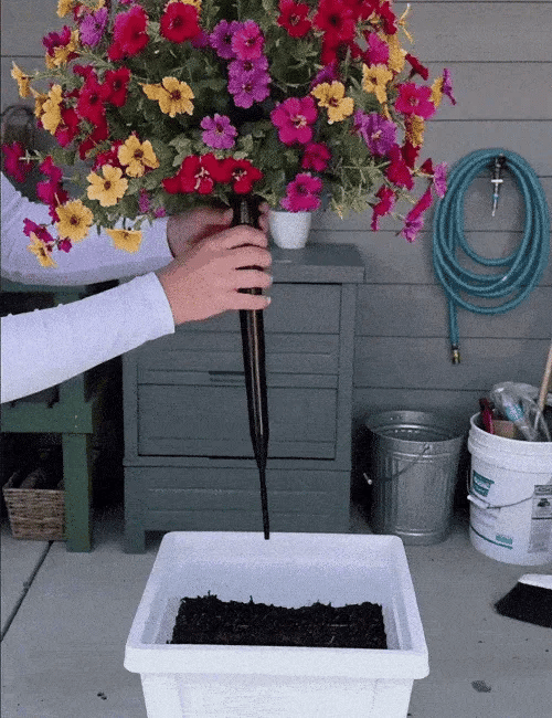 🔥 Last Day Sale Price | Turn Your Garden Into a Colorful Paradise