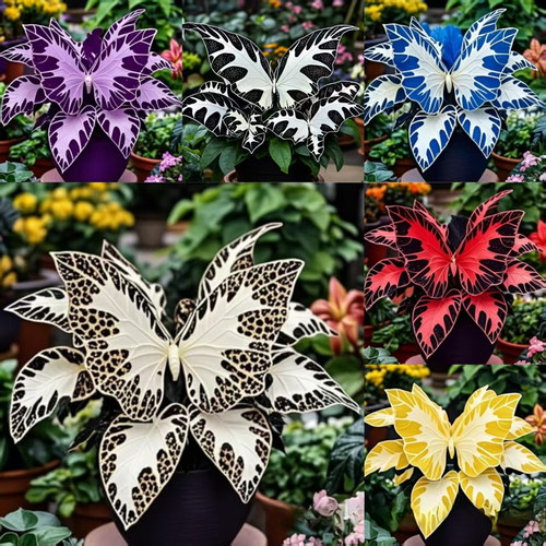 Add 100 Colorful Butterfly Flower Seeds to Your Garden